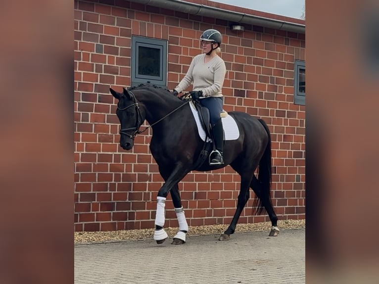 Hannoveraan Merrie 4 Jaar 168 cm Zwart in Handrup