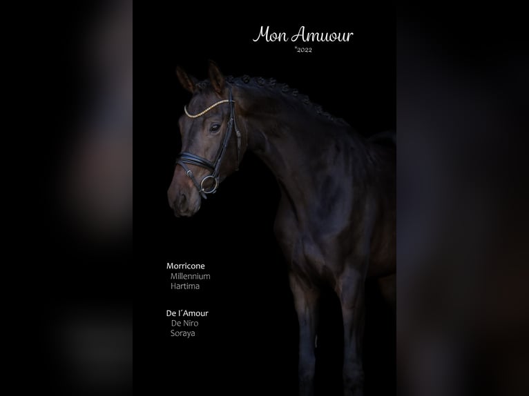 Hannoveraan Merrie 4 Jaar 168 cm Zwart in Bodenkirchen