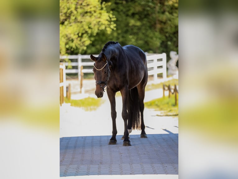 Hannoveraan Merrie 4 Jaar 168 cm Zwart in Bodenkirchen