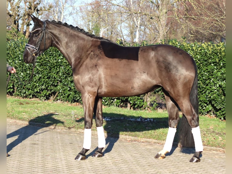 Hannoveraan Merrie 4 Jaar 168 cm Zwart in Selsingen