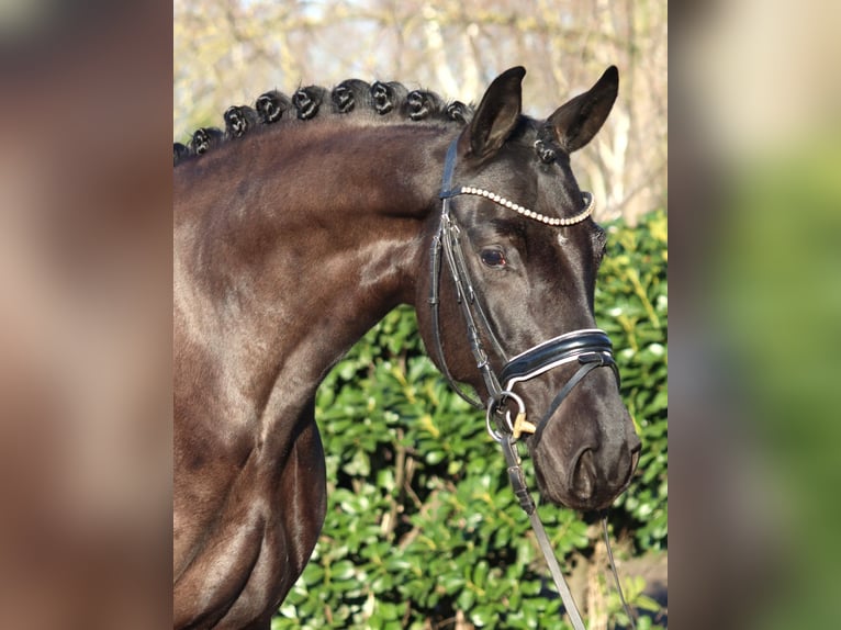 Hannoveraan Merrie 4 Jaar 168 cm Zwart in Selsingen