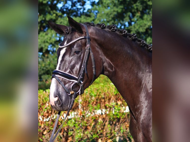 Hannoveraan Merrie 4 Jaar 168 cm Zwart in Selsingen