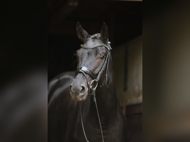 Hannoveraan Merrie 4 Jaar 168 cm Zwart in Landesbergen