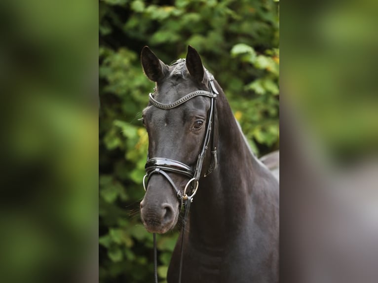 Hannoveraan Merrie 4 Jaar 168 cm Zwart in Landesbergen