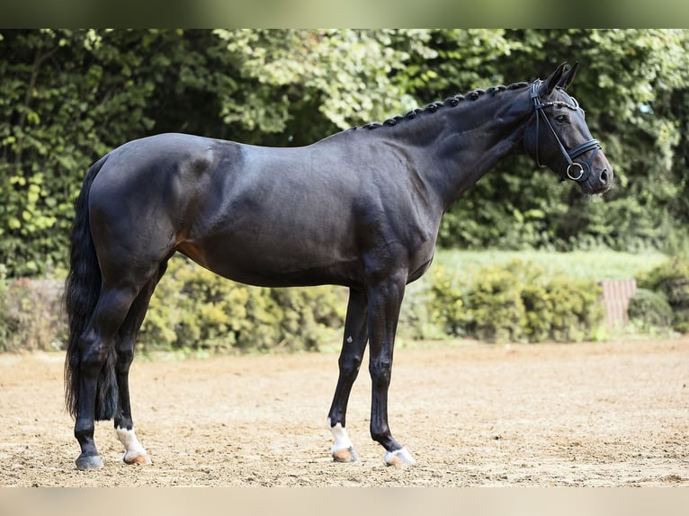 Hannoveraan Merrie 4 Jaar 168 cm Zwart in Riedstadt