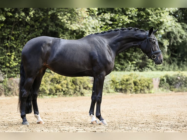 Hannoveraan Merrie 4 Jaar 168 cm Zwart in Riedstadt