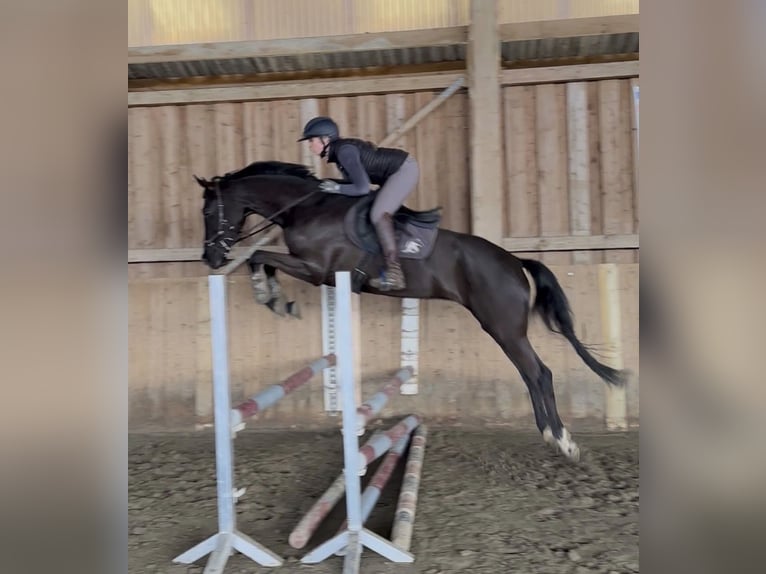 Hannoveraan Merrie 4 Jaar 168 cm Zwart in Preetz