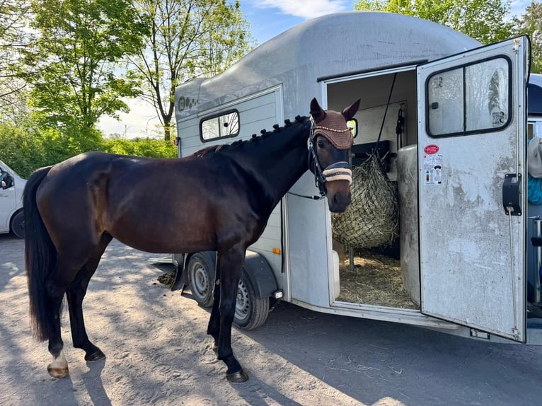 Hannoveraan Merrie 4 Jaar 168 cm Zwartbruin in Wadern