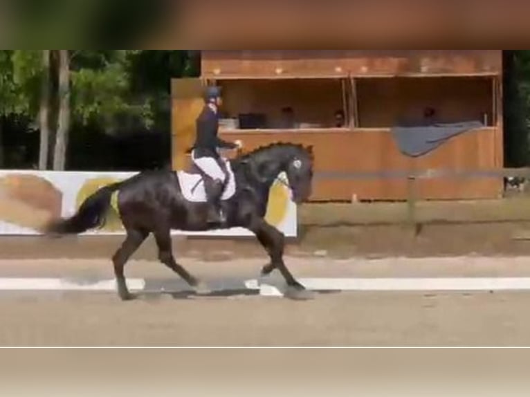 Hannoveraan Merrie 4 Jaar 168 cm Zwartbruin in Wadern