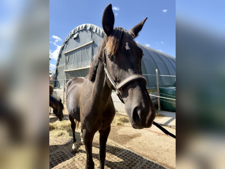Hannoveraan Merrie 4 Jaar 168 cm Zwartbruin in Büren
