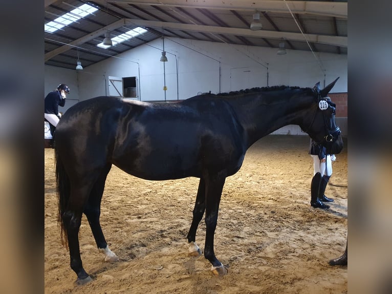 Hannoveraan Merrie 4 Jaar 168 cm Zwartbruin in Gro&#xDF;ostheim
