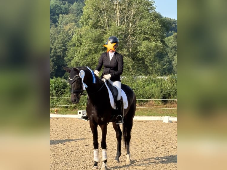 Hannoveraan Merrie 4 Jaar 168 cm Zwartbruin in Gro&#xDF;ostheim