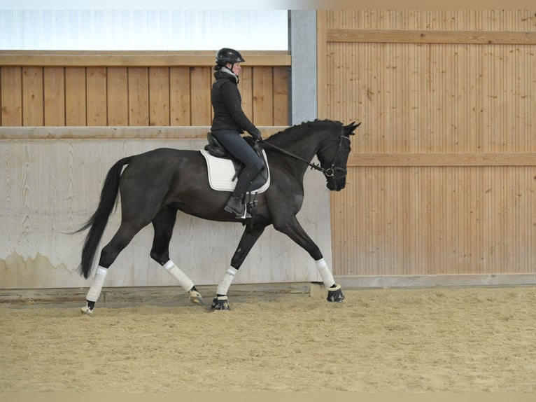 Hannoveraan Merrie 4 Jaar 168 cm Zwartbruin in Wellheim