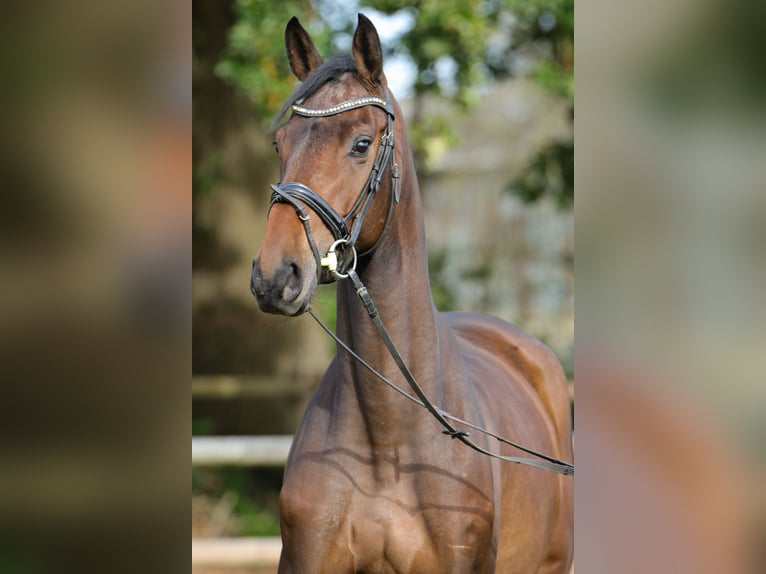 Hannoveraan Merrie 4 Jaar 169 cm Bruin in Rickling