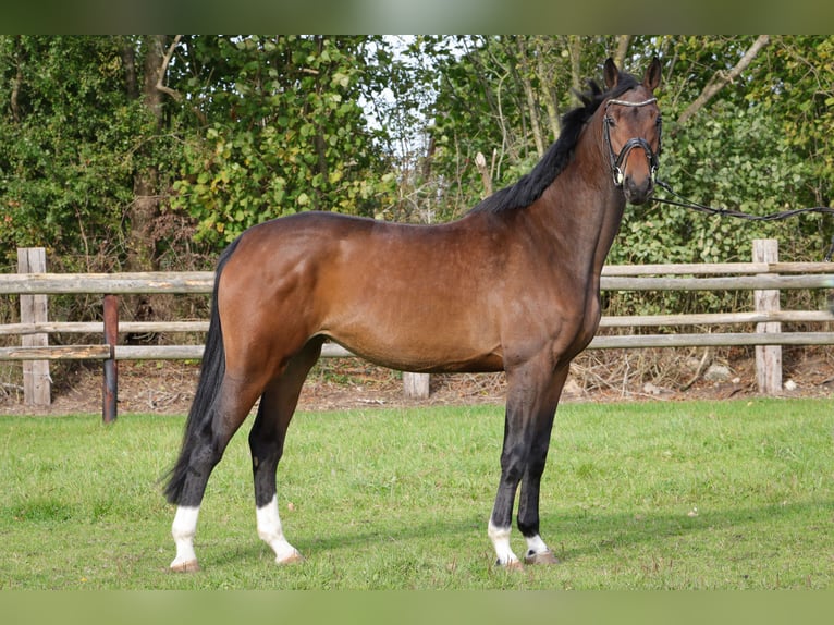 Hannoveraan Merrie 4 Jaar 169 cm Bruin in Rickling