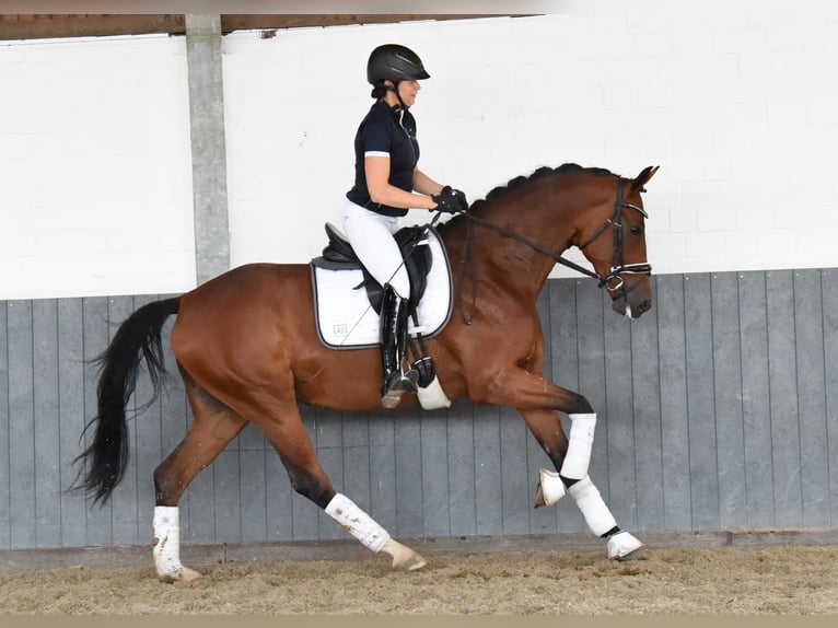 Hannoveraan Merrie 4 Jaar 169 cm Bruin in Tiddische