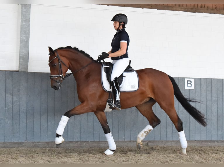 Hannoveraan Merrie 4 Jaar 169 cm Bruin in Tiddische