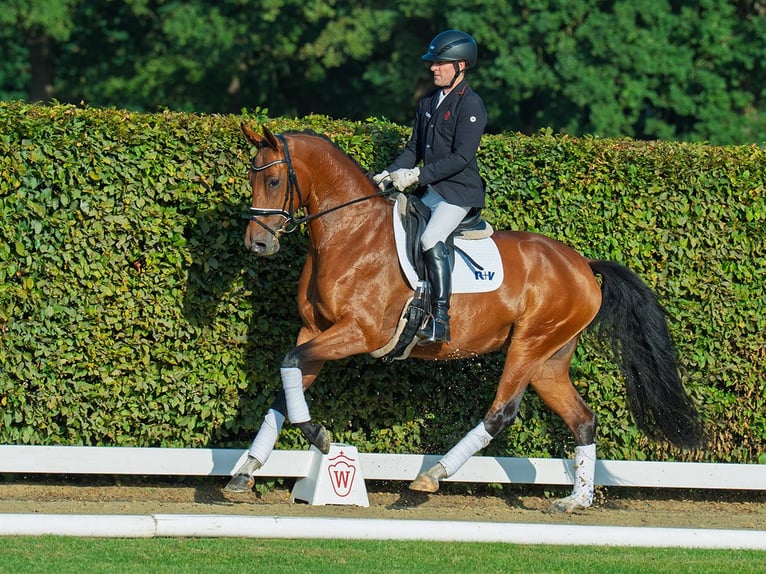 Hannoveraan Merrie 4 Jaar 169 cm Bruin in M&#xFC;nster-Handorf