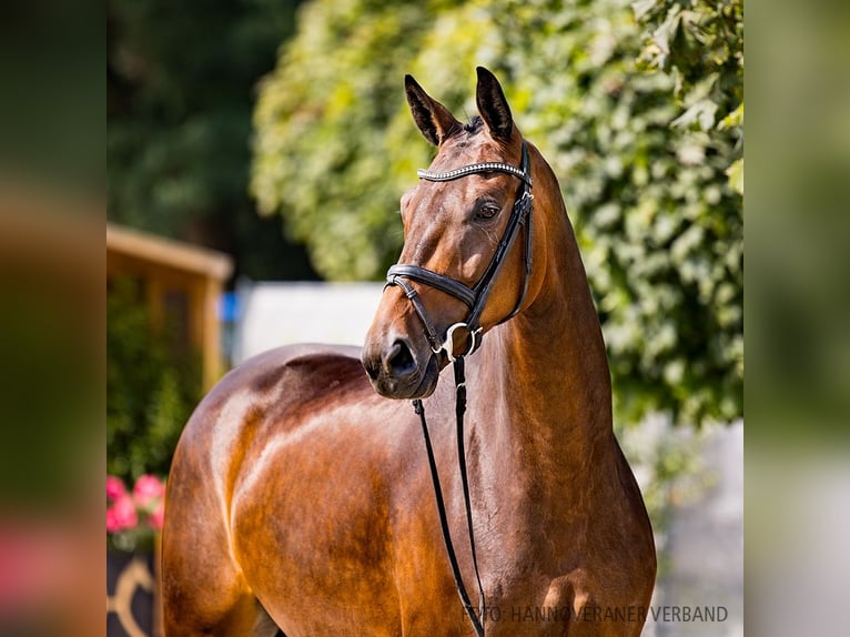 Hannoveraan Merrie 4 Jaar 169 cm Bruin in Verden