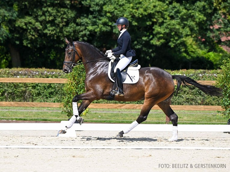 Hannoveraan Merrie 4 Jaar 169 cm Bruin in Verden