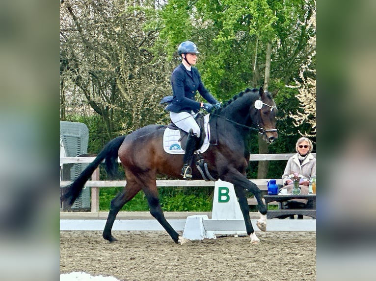 Hannoveraan Merrie 4 Jaar 169 cm Donkerbruin in Fleckeby