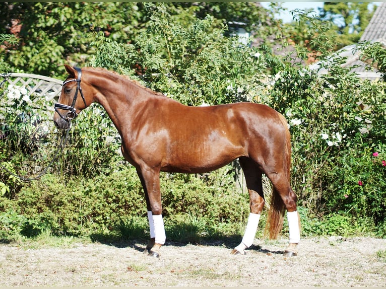 Hannoveraan Merrie 4 Jaar 169 cm Donkere-vos in Hohenfelde