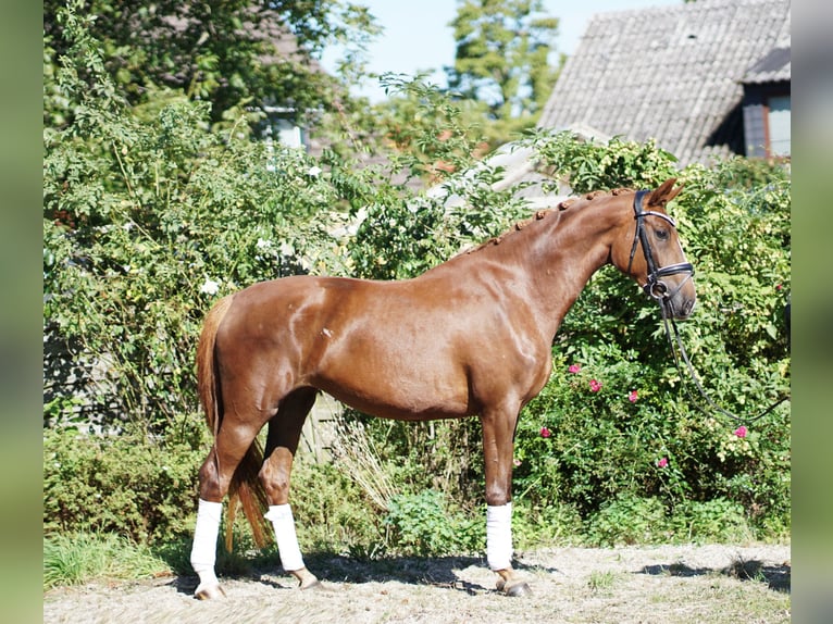 Hannoveraan Merrie 4 Jaar 169 cm Donkere-vos in Hohenfelde