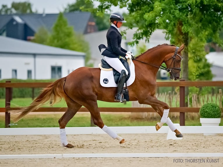 Hannoveraan Merrie 4 Jaar 169 cm Donkere-vos in Verden