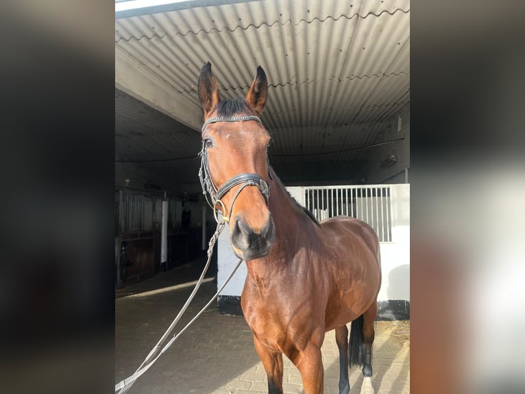 Hannoveraan Merrie 4 Jaar 169 cm Lichtbruin in Braunsbedra