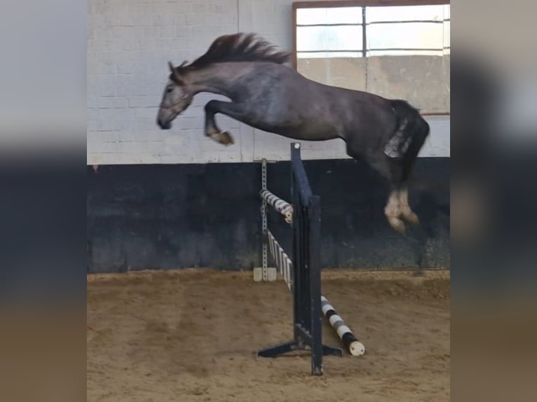 Hannoveraan Merrie 4 Jaar 169 cm Schimmel in Korschenbroich