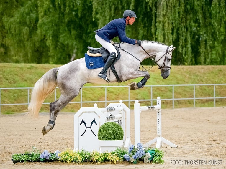 Hannoveraan Merrie 4 Jaar 169 cm Schimmel in Verden