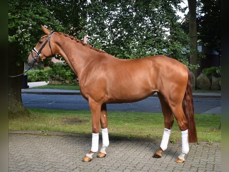 Hannoveraan Merrie 4 Jaar 169 cm Vos in Fredenbeck