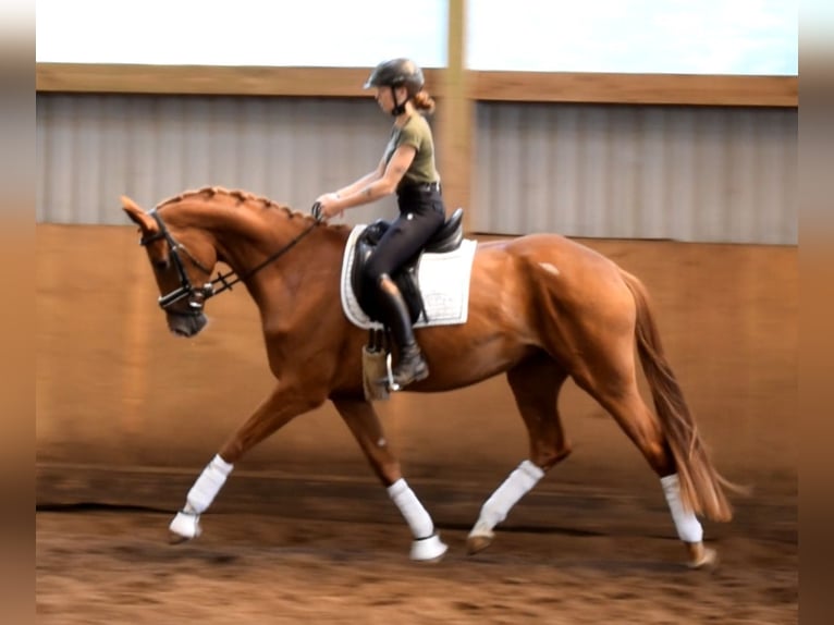 Hannoveraan Merrie 4 Jaar 169 cm Vos in Fredenbeck