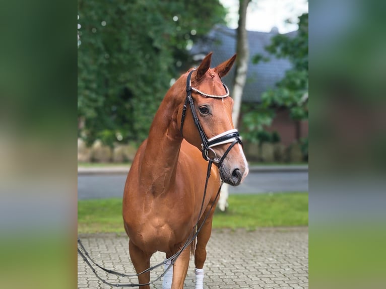 Hannoveraan Merrie 4 Jaar 169 cm Vos in Fredenbeck
