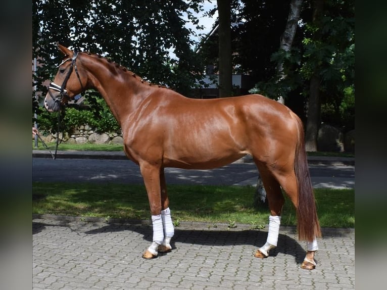 Hannoveraan Merrie 4 Jaar 169 cm Vos in Fredenbeck