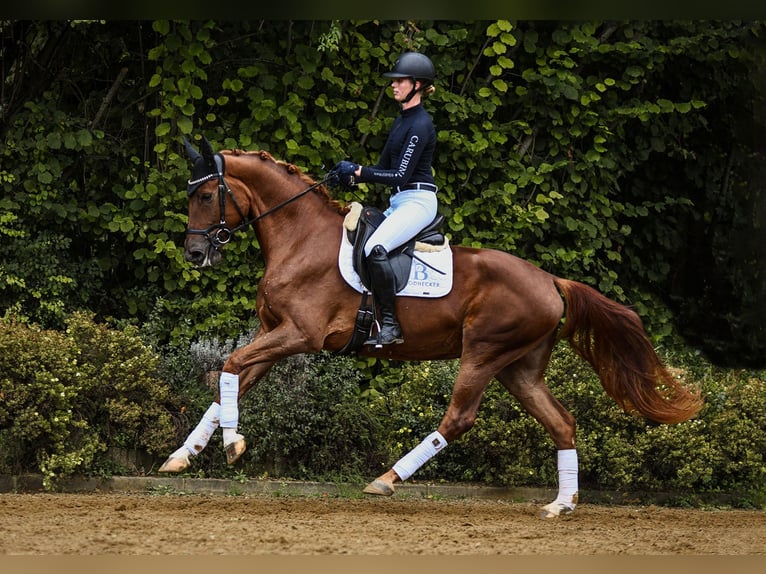 Hannoveraan Merrie 4 Jaar 169 cm Vos in Riedstadt