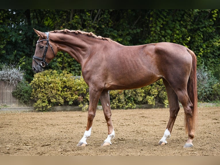 Hannoveraan Merrie 4 Jaar 169 cm Vos in Riedstadt