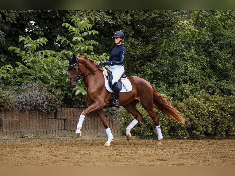 Hannoveraan Merrie 4 Jaar 169 cm Vos in Riedstadt