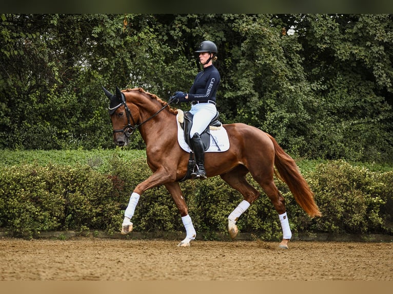 Hannoveraan Merrie 4 Jaar 169 cm Vos in Riedstadt