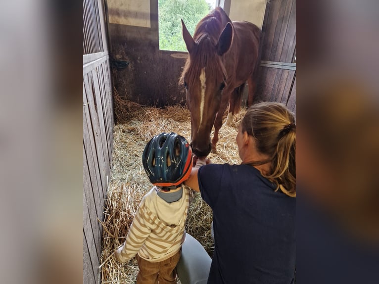 Hannoveraan Merrie 4 Jaar 169 cm Vos in Wermelskirchen