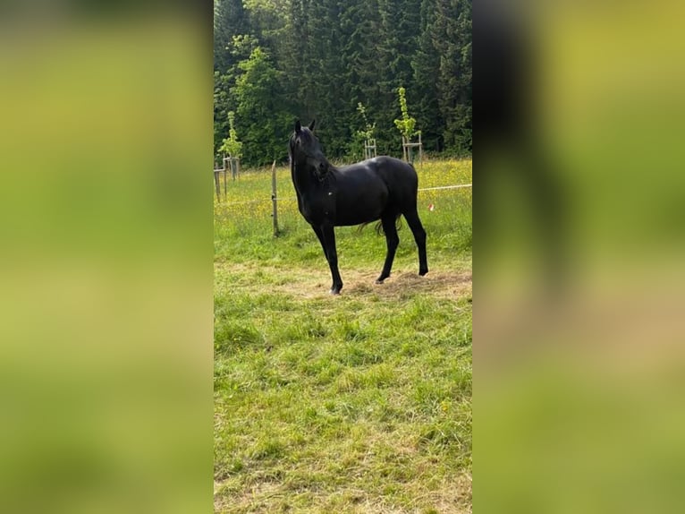 Hannoveraan Merrie 4 Jaar 169 cm Zwart in Adenau