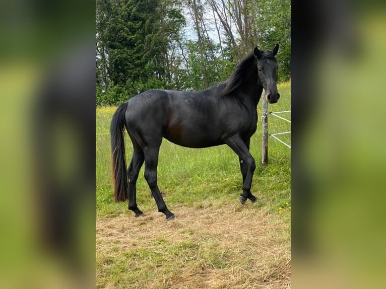 Hannoveraan Merrie 4 Jaar 169 cm Zwart in Adenau