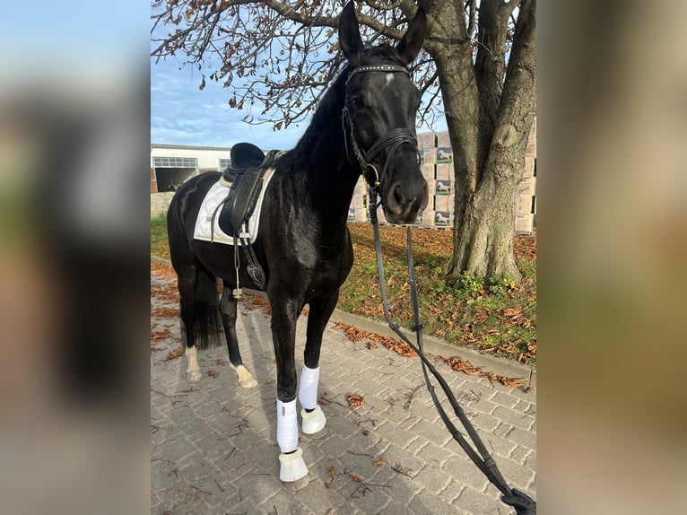 Hannoveraan Merrie 4 Jaar 169 cm Zwart in Braunsbedra