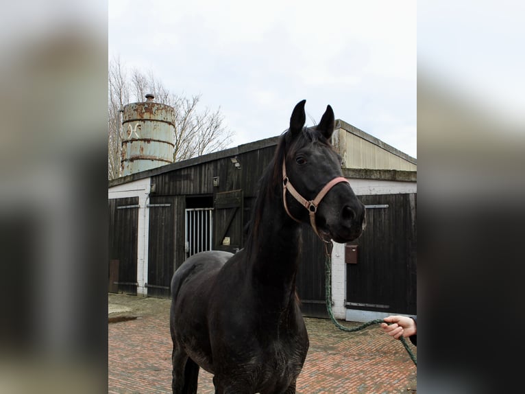Hannoveraan Merrie 4 Jaar 169 cm Zwart in Bunderhee