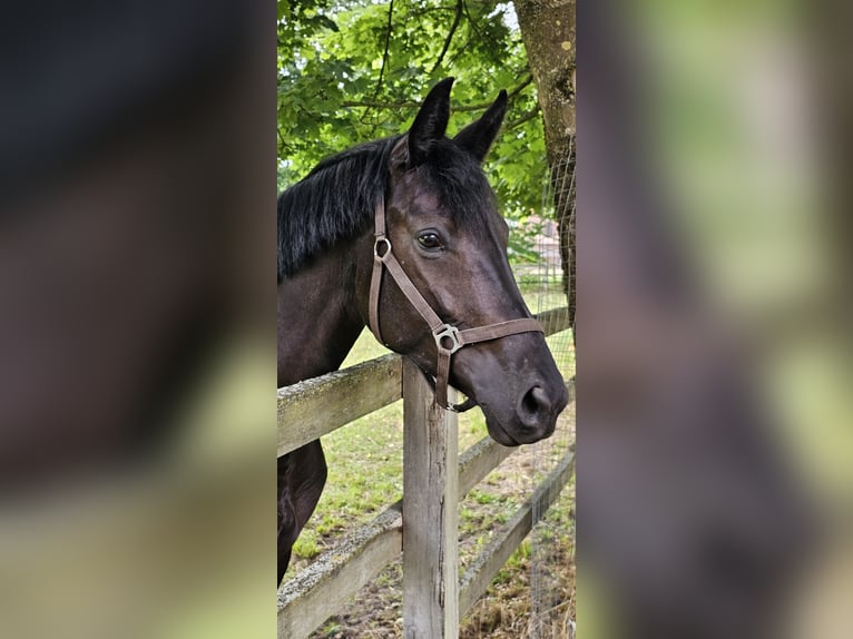 Hannoveraan Merrie 4 Jaar 169 cm Zwart in Schwarme