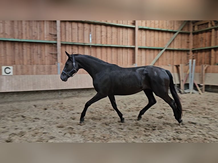 Hannoveraan Merrie 4 Jaar 169 cm Zwart in Schwarme