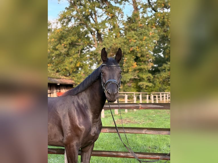 Hannoveraan Merrie 4 Jaar 169 cm Zwart in Schwarme