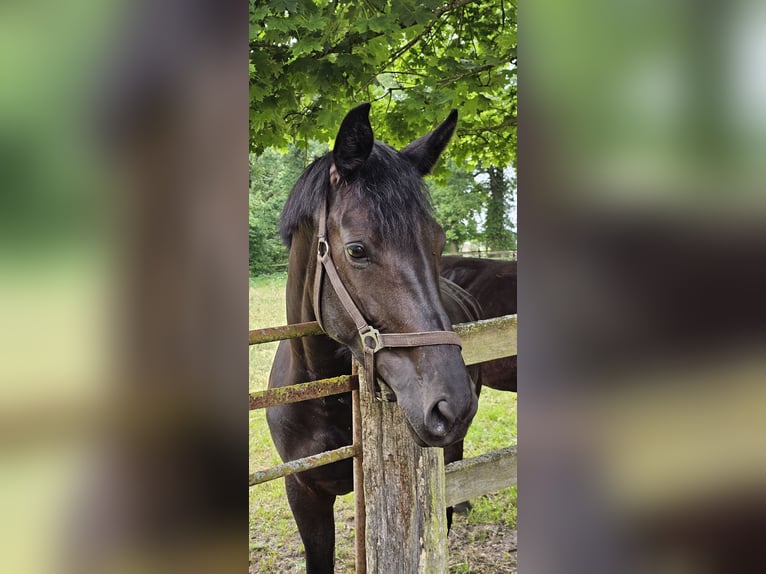 Hannoveraan Merrie 4 Jaar 169 cm Zwart in Schwarme
