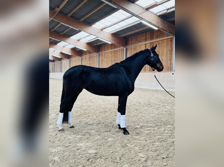 Hannoveraan Merrie 4 Jaar 169 cm Zwartbruin in Hockenheim
