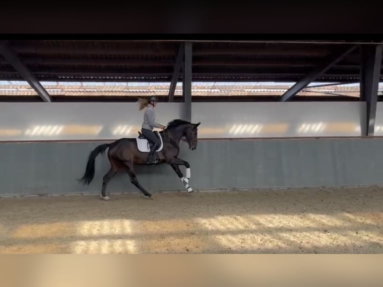 Hannoveraan Merrie 4 Jaar 169 cm Zwartbruin in Uetze